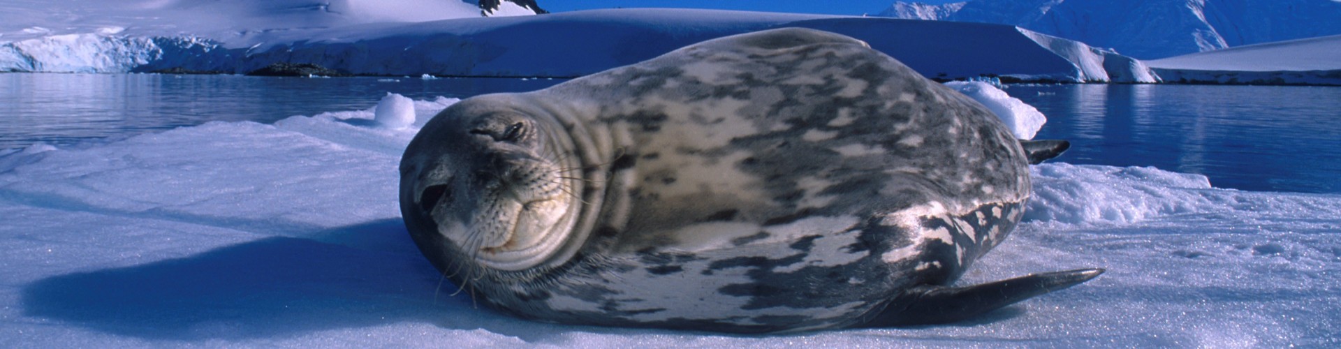 AN - Gen - Weddell Seal by Franco Banfi