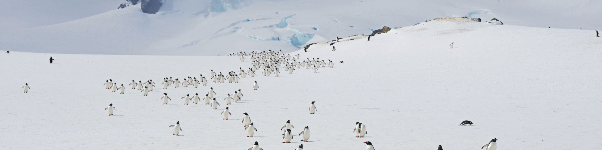 Antarctica - Peninsula - Hebridean Sky - Penguins