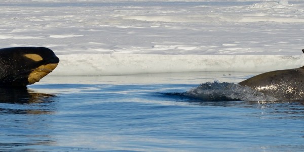 Antarctica - Ross Sea - Oceanwide - Orcas by Miichael Wenger