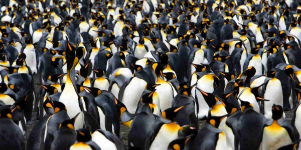 Antarctica - South Georgia - Hebridean Sky - King penguin colony