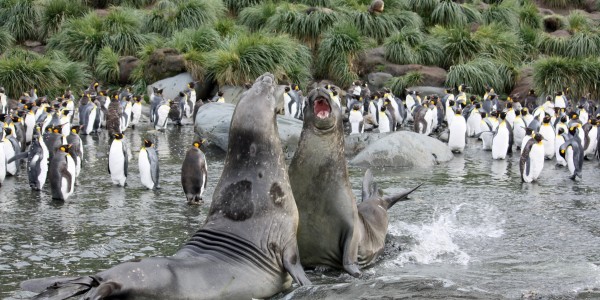 Antarctica - South Georgia - Oceanwide - Elephant Seals with king penguins by Femke Wolfert