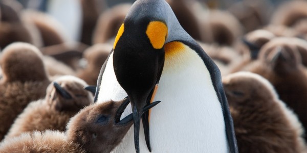 Antarctica - South Georgia - Oceanwide - King Penguin chick being fed by Jan Veen