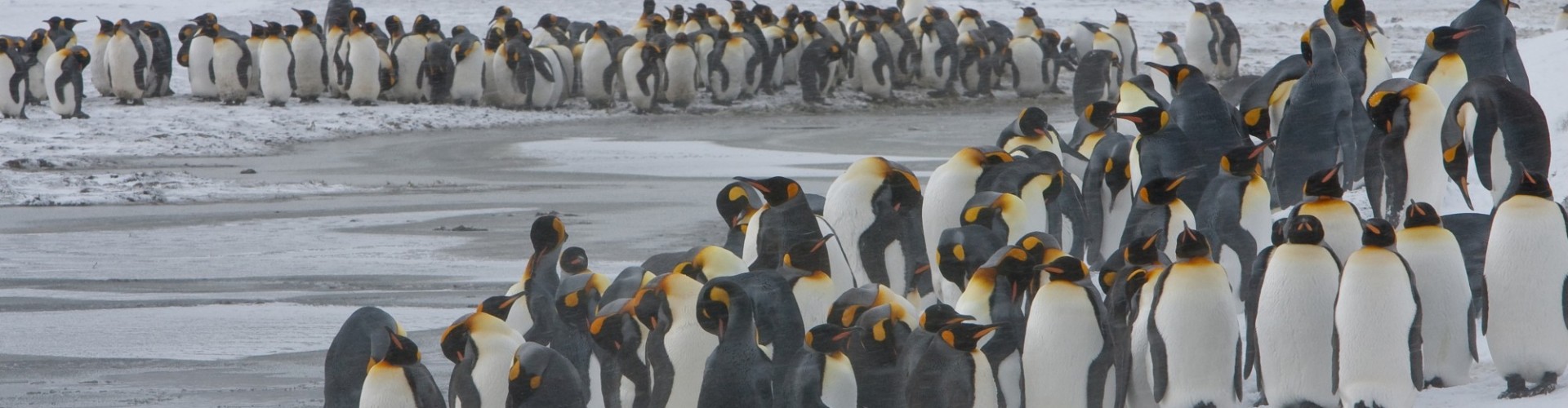 Antarctica - South Georgia - Oceanwide - King Penguin colony in a snowy setting by Jan Veen