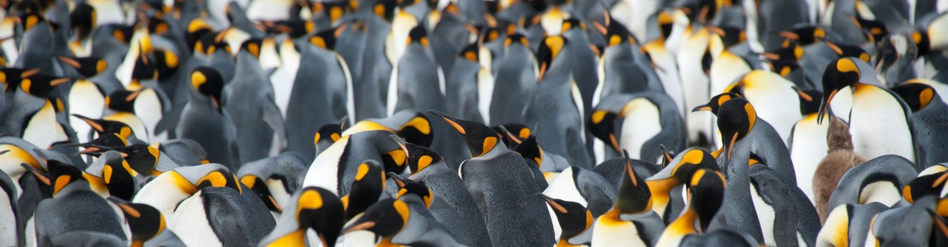 Antarctica - South Georgia - Oceanwide - Thousands of King Penguins by Erwin Vermeulen