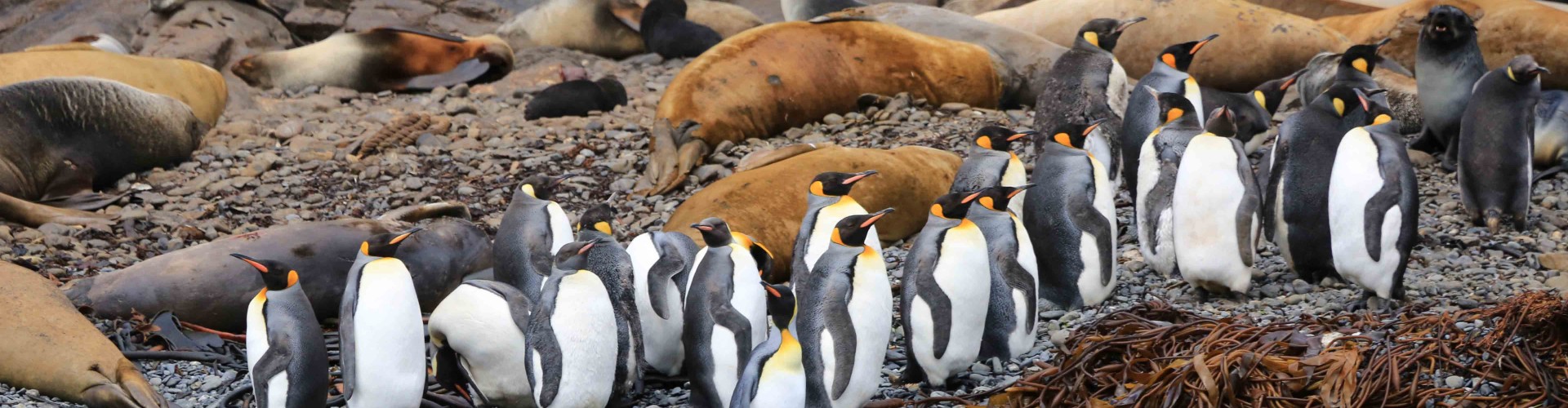 Antarctica - South Georgia - Quark - penguins and seals by Neil Spalding