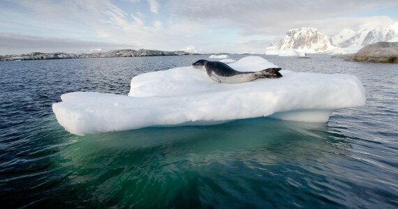 Antarctica - Peninsula - Oceanwide - Lounging Leopard seal by Hanneke Dallmeijer