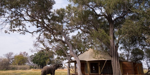 Botswana - Okavango Delta - Xaranna Okavango Delta Camp - Wildlife