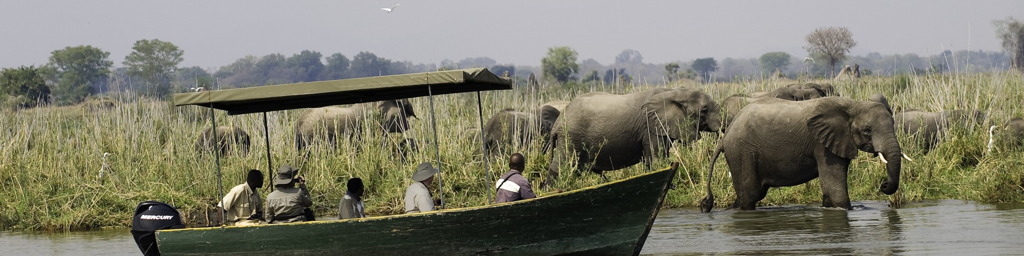 Malawi - Mvuu Lake Elephants