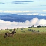 Malawi – Nyika Hills