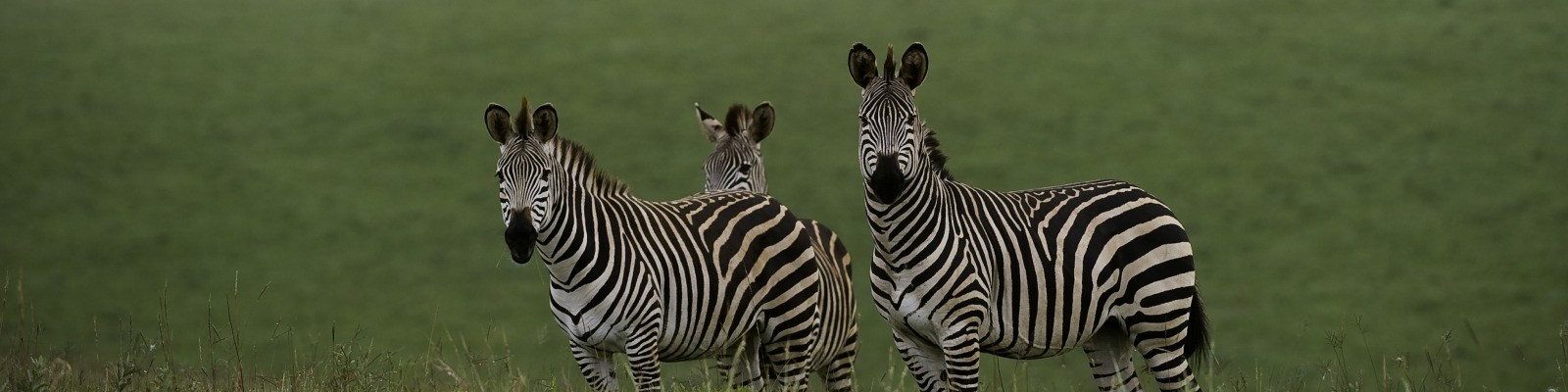 Malawi - Nyika - Zebras