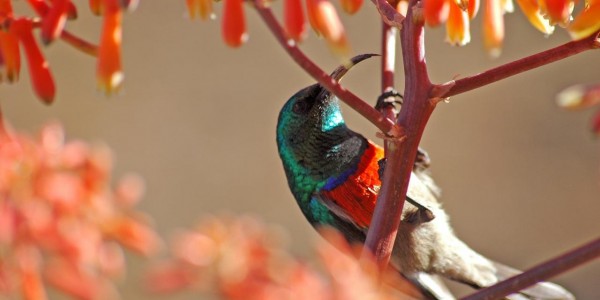 South Africa- Hermanus & the Overberg - Grootbos Private Nature Reserve - Sun bird