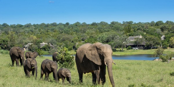 South Africa - Kruger National Park & Private Game Reserves - Chitwa Chitwa Game Lodge - Elephant