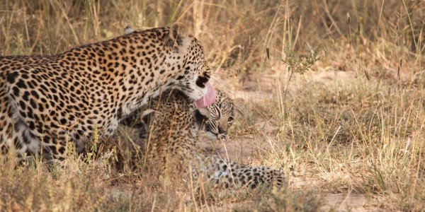 South Africa - Kruger National Park & Private Game Reserves - Chitwa Chitwa Game Lodge - Leopard