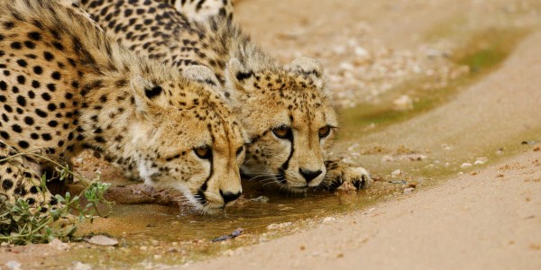 South Africa - Kruger National Park & Private Game Reserves - Royal Malewane - Cheetah