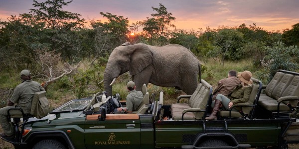 South Africa - Kruger National Park & Private Game Reserves - Royal Malewane - Elephant