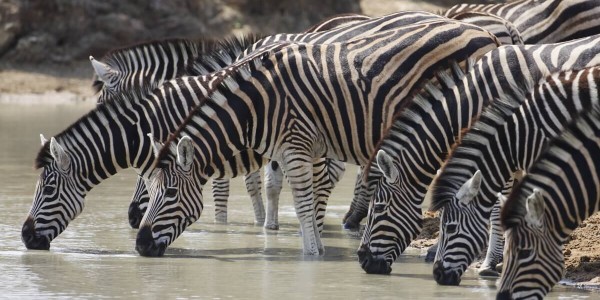 South Africa - Kruger National Park & Private Game Reserves - Royal Malewane - Zebra