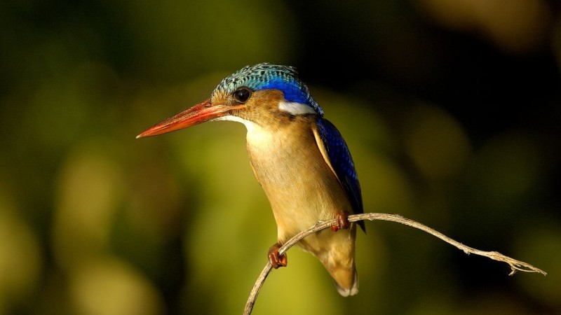 Malawi -  kingfisher bird