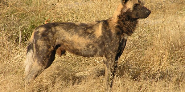 Africa - Wild Dog