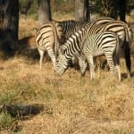 Kruger National Park & Private Game Reserves