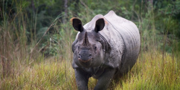 Rhino, Chitwan, Nepal