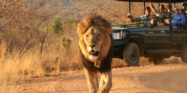 South Africa - Waterberg - Makweti Safari Lodge - Lion