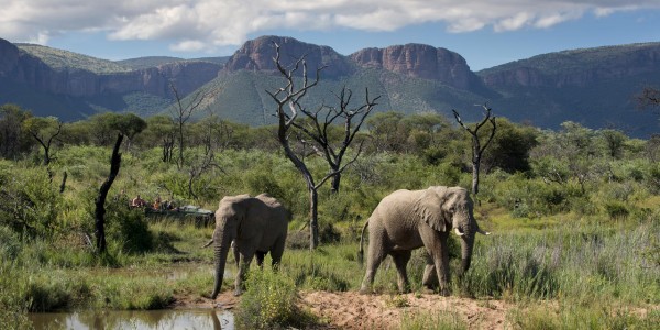 South Africa - Waterberg - Marataba Safari Lodge - Elephant
