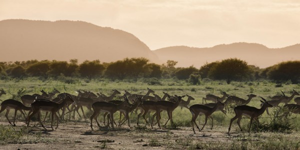 South Africa - Waterberg - Marataba Safari Lodge - Impala