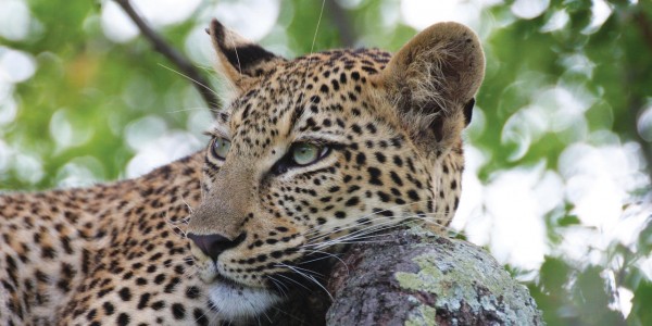 South Africa - Waterberg - Marataba Safari Lodge - Leopard