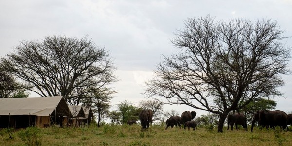 Tanzania - Serengeti National Park - Nomad Serengeti Safari Camp - Overview