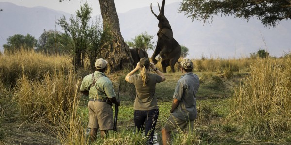 Zimbabwe - Mana Pools National Park - Ruckomechi Camp - Elephant