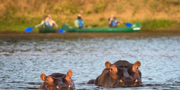 Zimbabwe - Mana Pools National Park - Ruckomechi Camp - Hippo