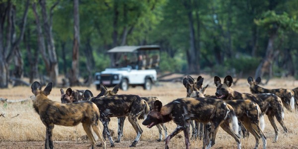 Zimbabwe - Mana Pools National Park - Ruckomechi Camp - Wild Dogs