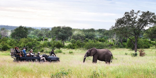 South Africa - Kruger National Park & Private Game Reserves - Londolozi Varty Camp - Safari