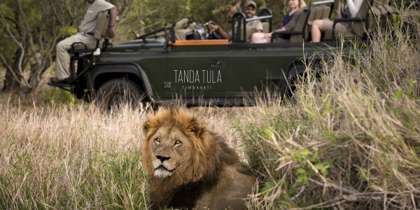 South Africa - Kruger National Park & Private Game Reserves - Tanda Tula Safari Camp - Lion