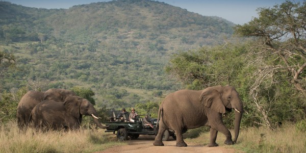 South Africa - Kwazulu Natal - Phinda Rock Lodge - Elephants