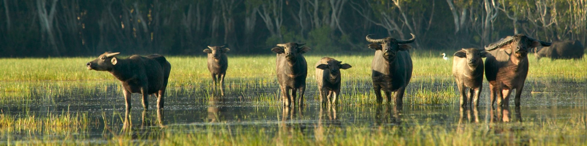 Water Buffalo, Credit: Bamurru Plains