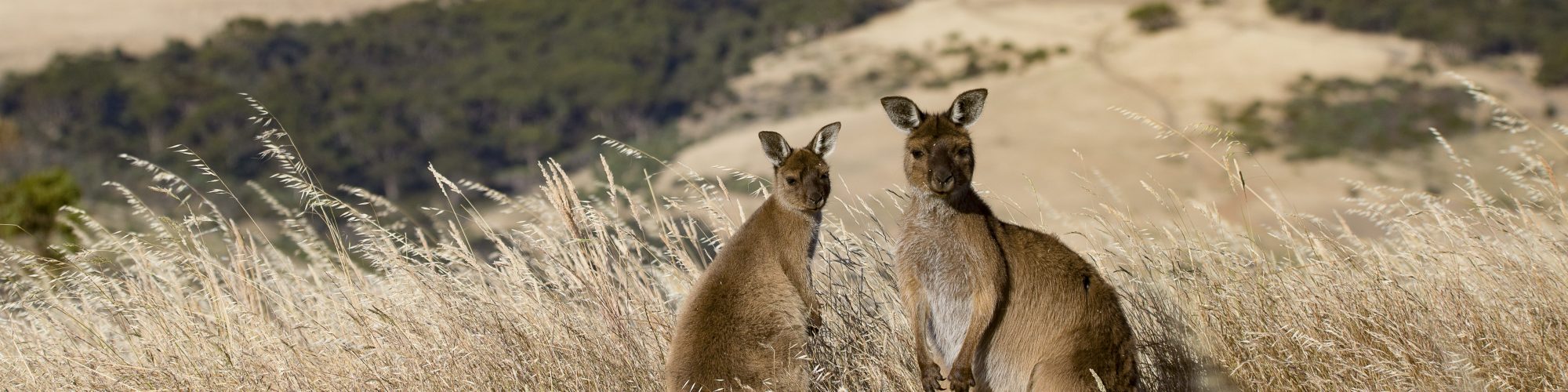 Credit: Exceptional Kangaroo Island, South Australia