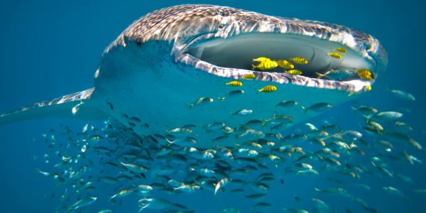 Whale Shark, Ningaloo Reef. Credit Luxury Lodges of Australia