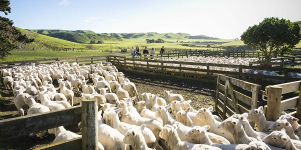 Farm at Cape kidnappers