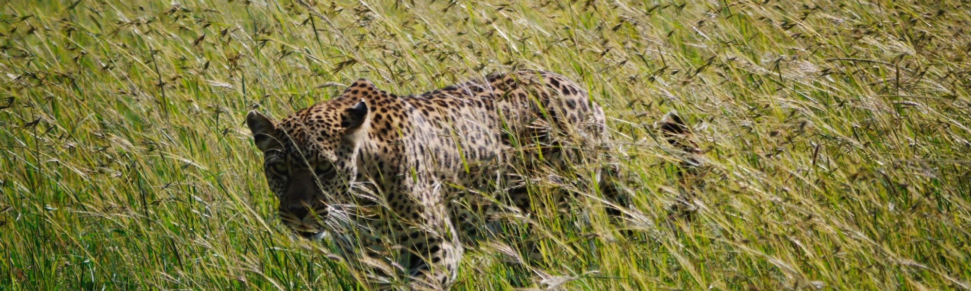 Leopard in the grass by Gabe Ashton - Jules client