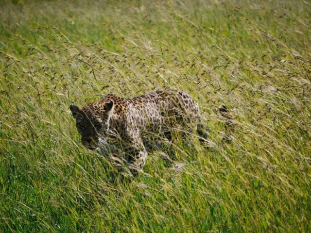 Leopard-in-the-grass-by-Gabe-Ashton-Jules-client
